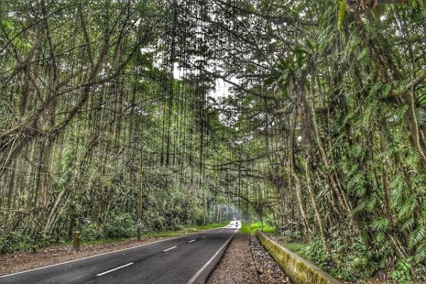 Taman Wisata Alam Rimbo Panti